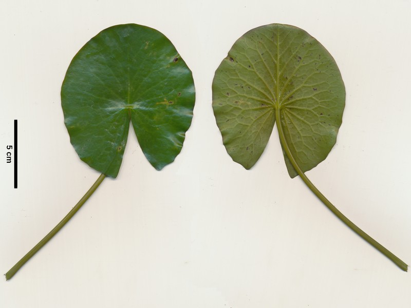 Egyptian Lotus photo 3