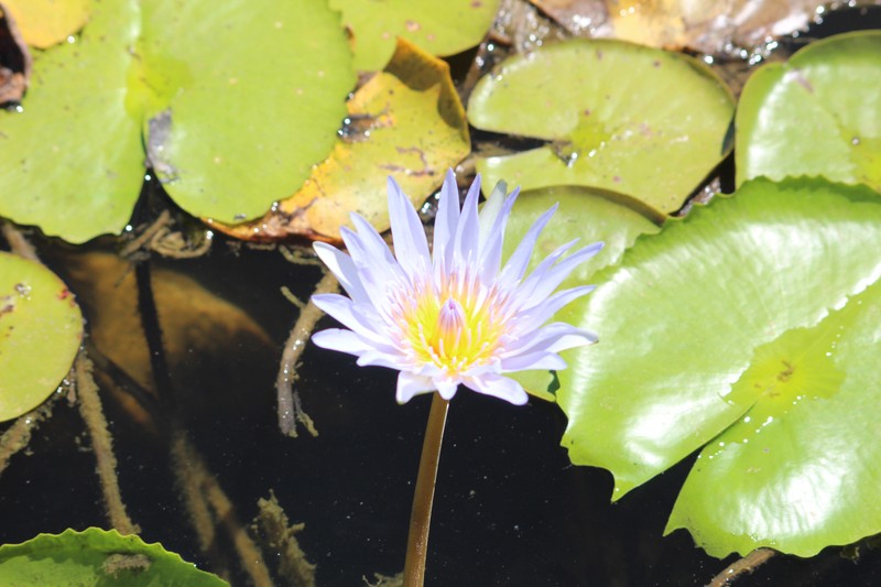 Egyptian Lotus photo 7