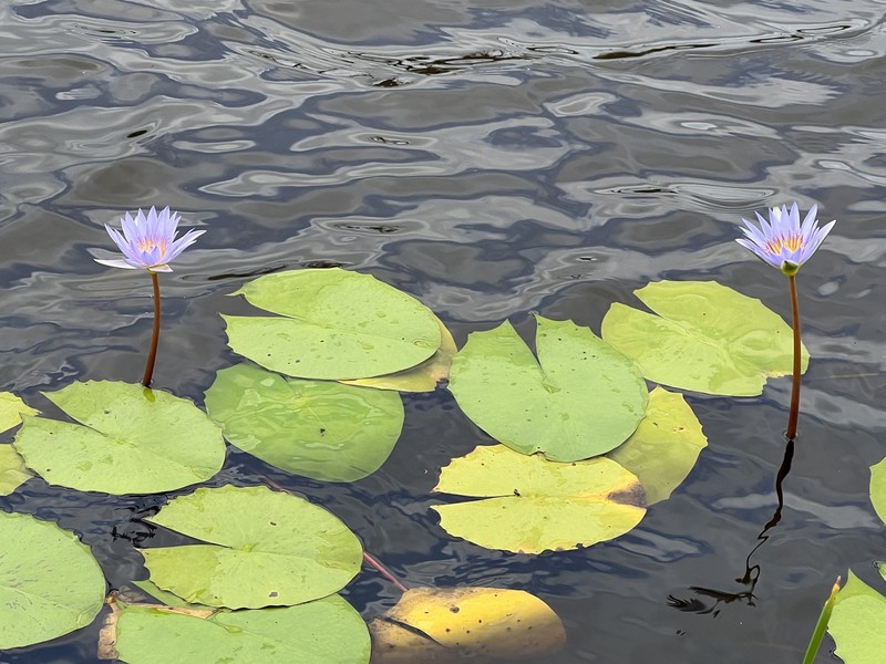 Cape Blue Waterlily photo 6