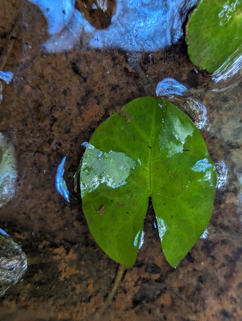 Cape Blue Waterlily photo 8