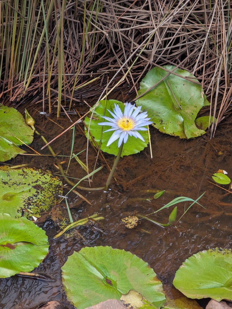 Cape Blue Waterlily photo 9