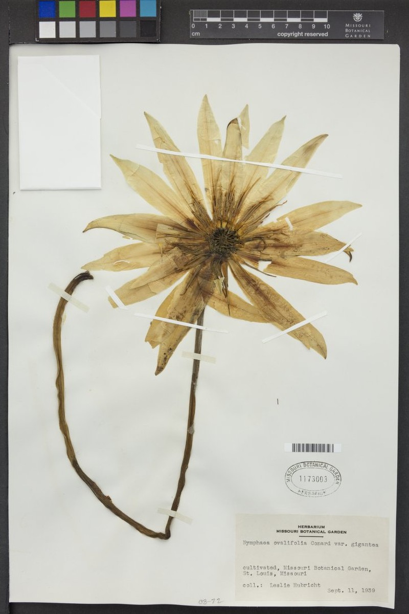 Nymphaea nouchali var. ovalifolia