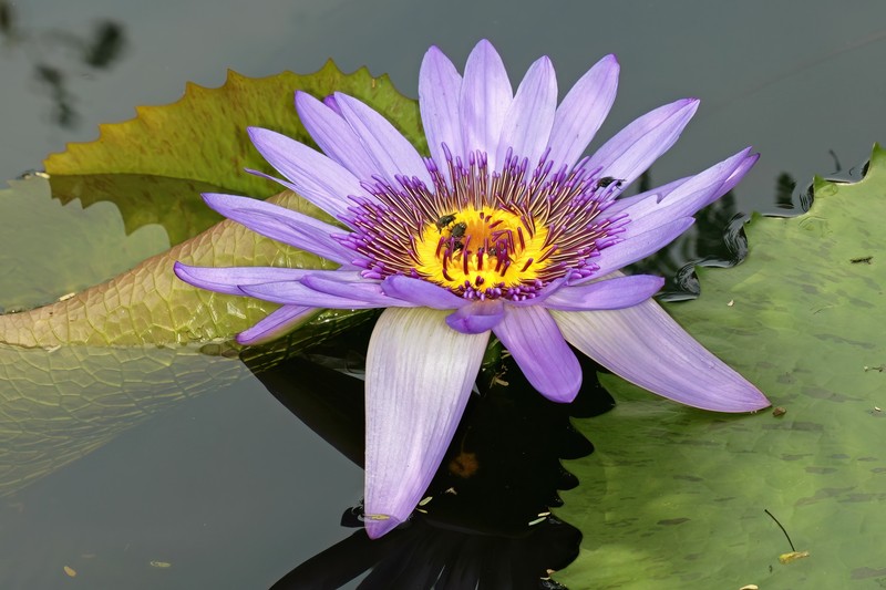 Nymphaea nouchali var. petersiana