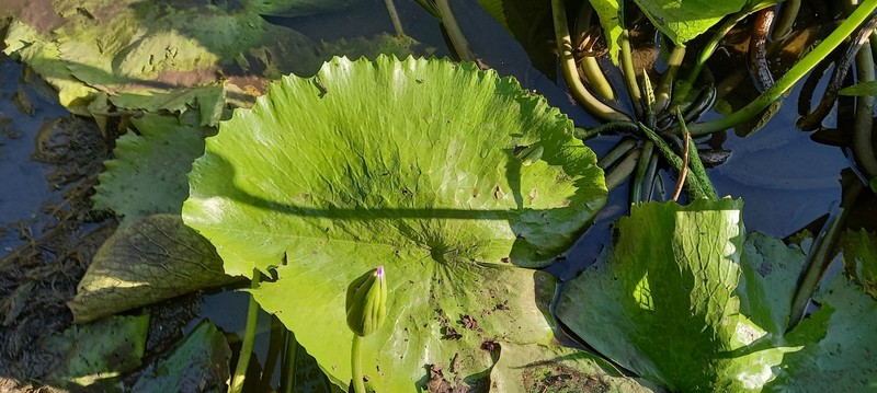 Nymphaea nouchali var. petersiana photo 2