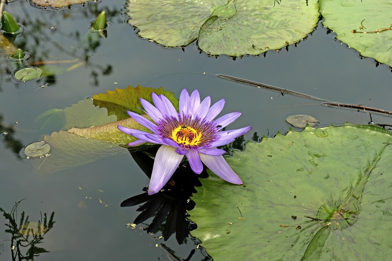 Nymphaea nouchali var. petersiana photo 6