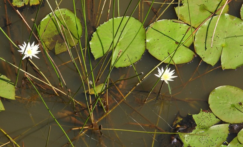 Nymphaea nouchali var. versicolor photo 2