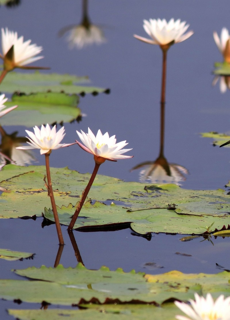 Nymphaea nouchali var. versicolor photo 3