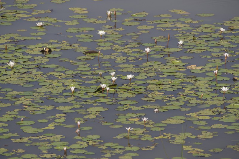 Nymphaea nouchali var. versicolor photo 4