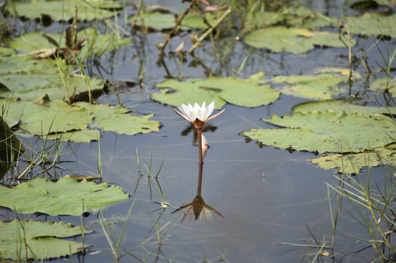 Nymphaea nouchali var. versicolor photo 5