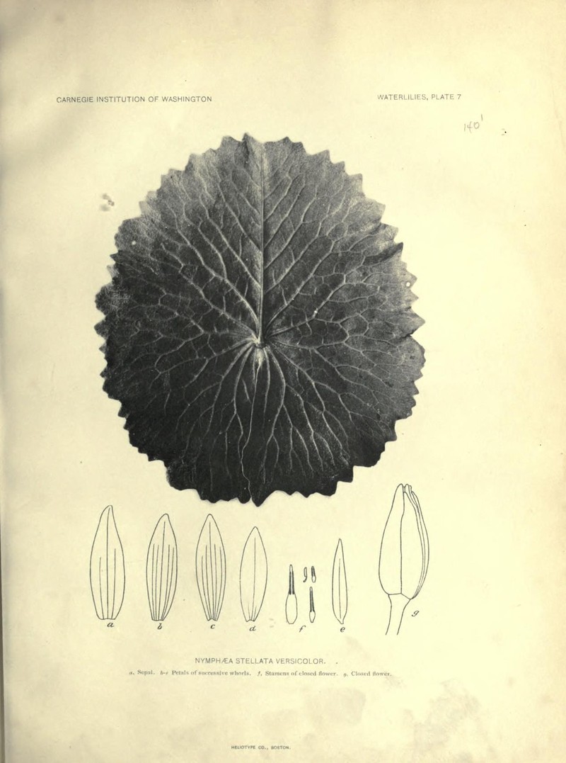 Nymphaea nouchali var. versicolor
