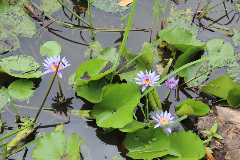 Nymphaea nouchali var. zanzibariensis photo 2