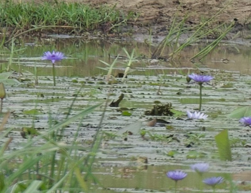 Nymphaea nouchali var. zanzibariensis photo 3