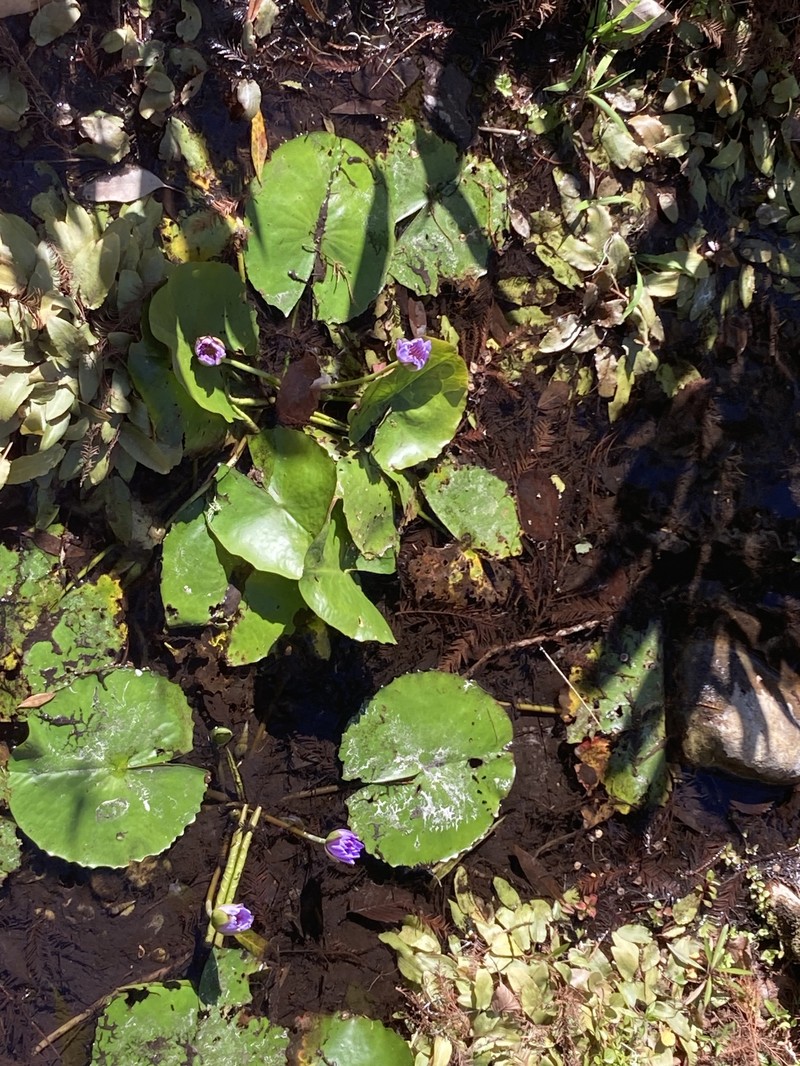 Nymphaea nouchali var. zanzibariensis photo 4