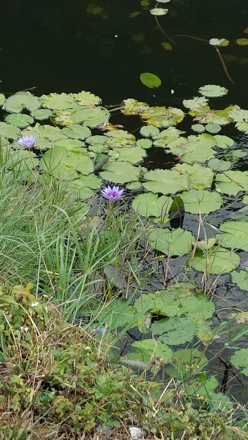 Nymphaea nouchali var. zanzibariensis photo 5