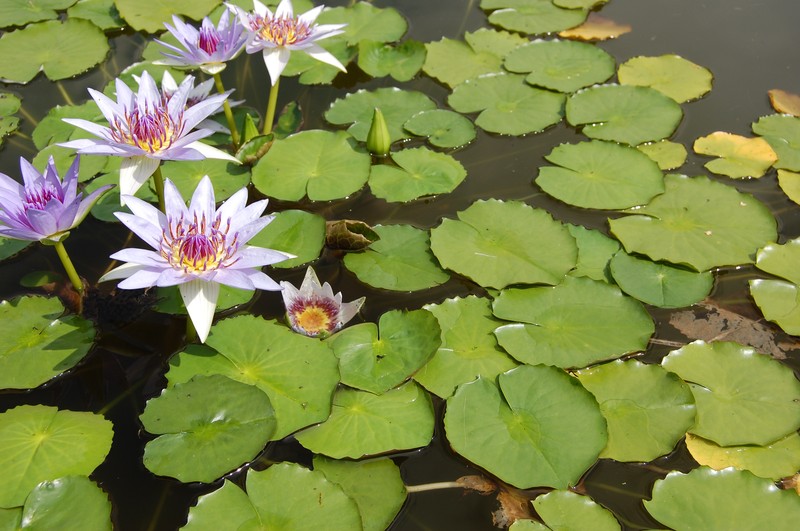 Nymphaea nouchali var. zanzibariensis photo 6