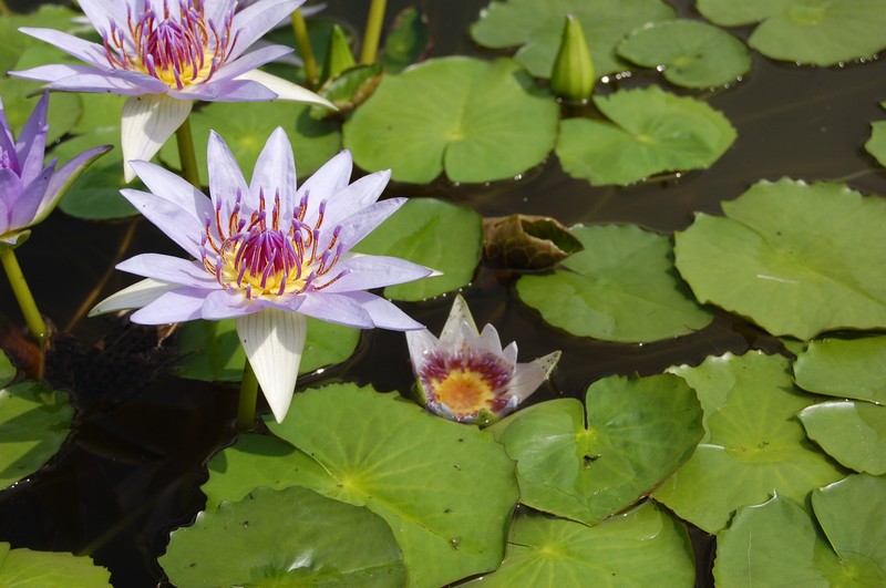 Nymphaea nouchali var. zanzibariensis photo 7