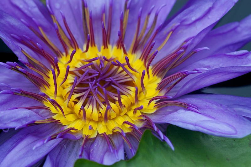 Nymphaea nouchali var. zanzibariensis photo 8