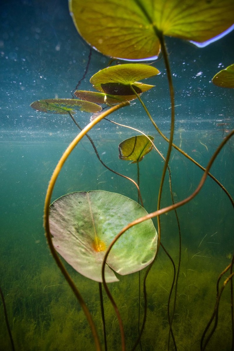 American White Waterlily
