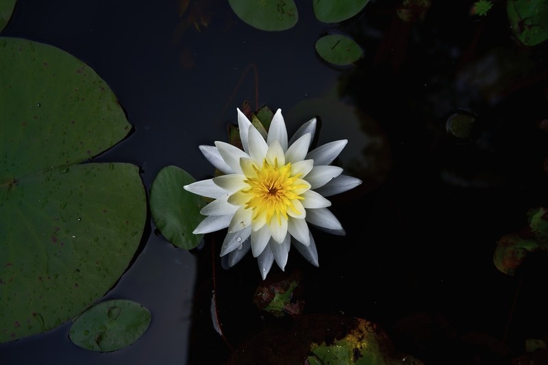 American White Waterlily photo 2