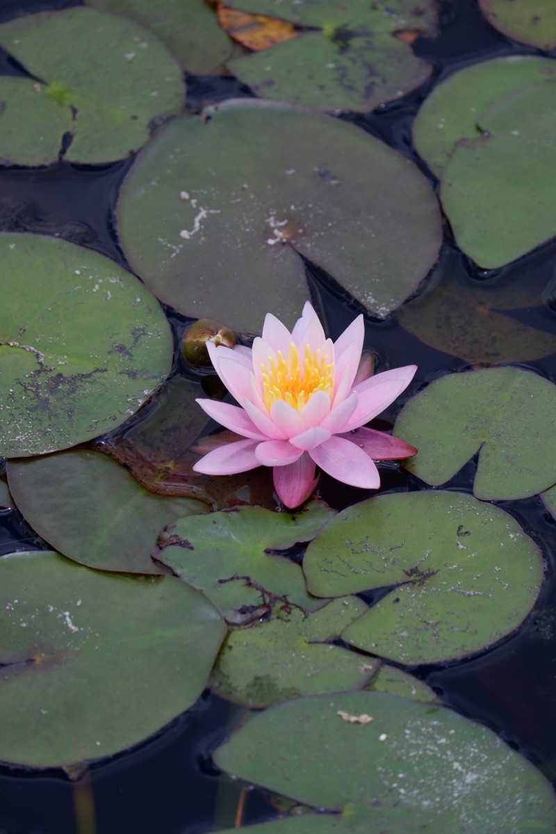 American White Waterlily photo 3