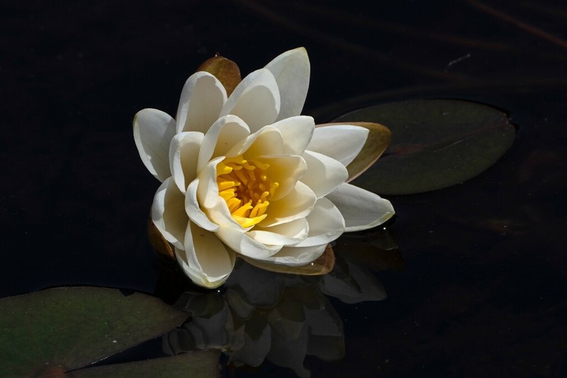 American White Waterlily photo 4