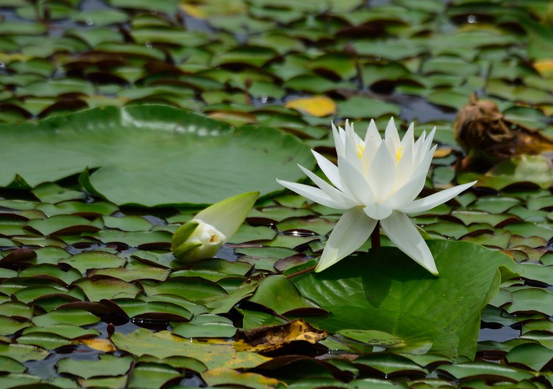 American White Waterlily photo 5