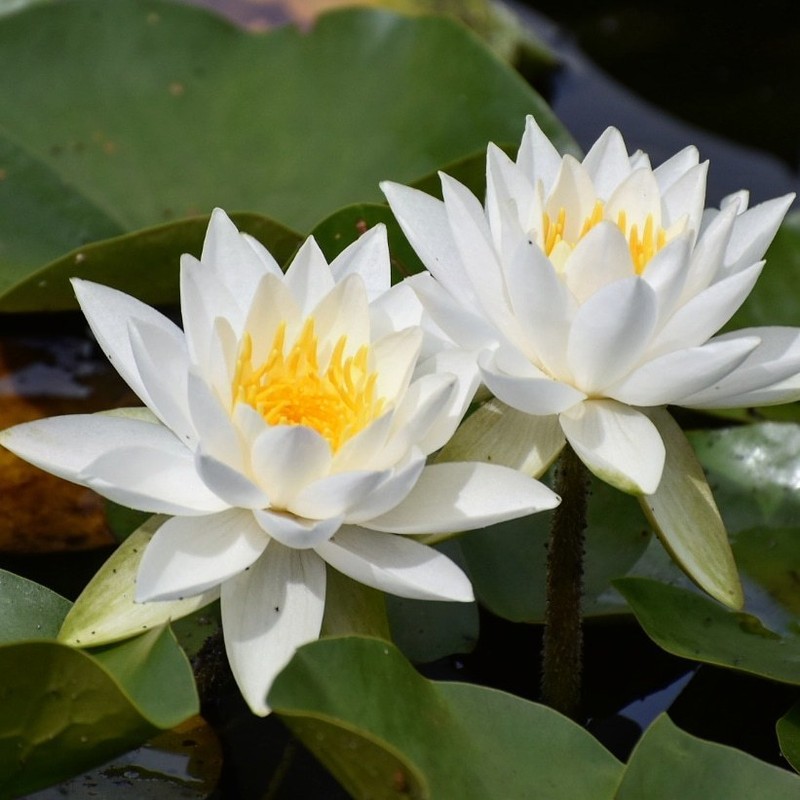 American White Waterlily photo 6