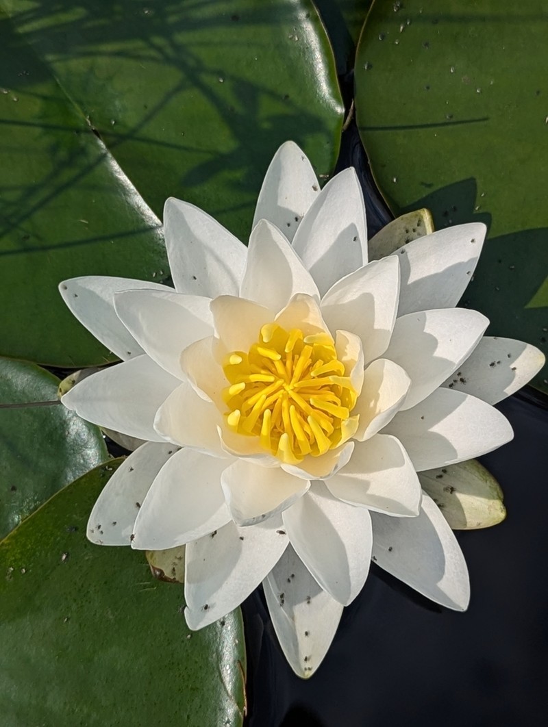 American White Waterlily photo 7
