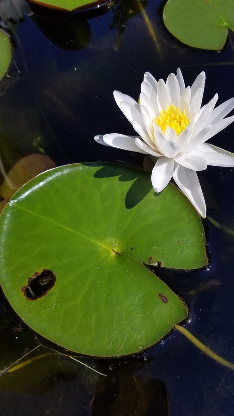 American White Waterlily photo 8
