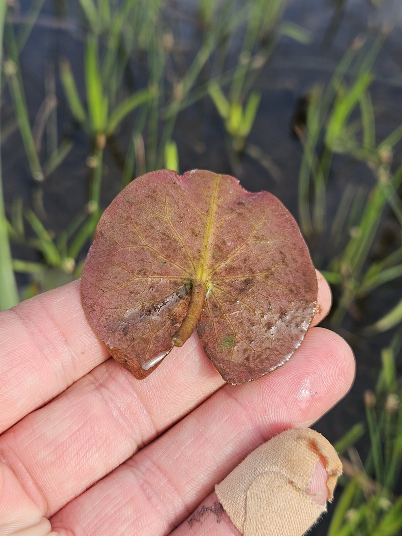 Nymphaea odorata subsp. odorata