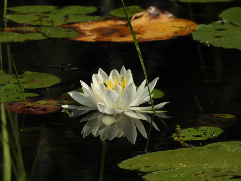Nymphaea odorata subsp. odorata photo 2