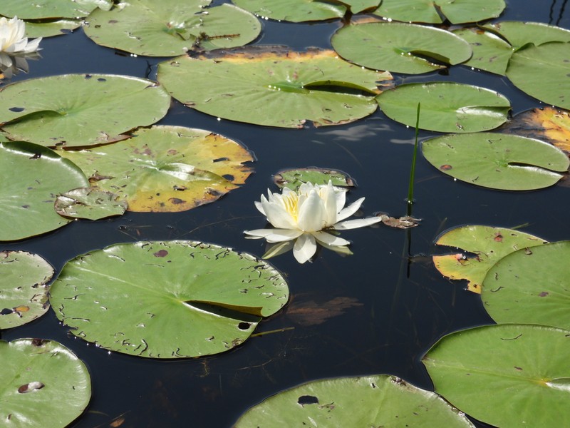 Nymphaea odorata subsp. odorata photo 3