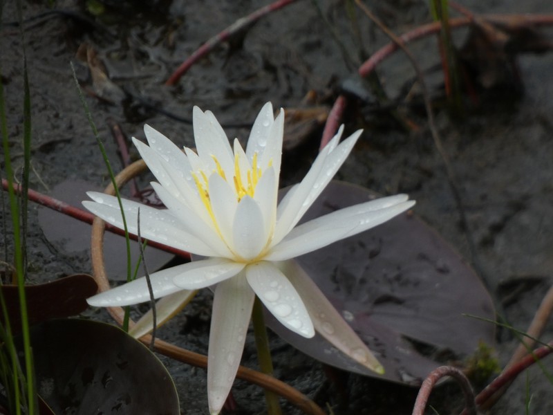 Nymphaea odorata subsp. odorata photo 4