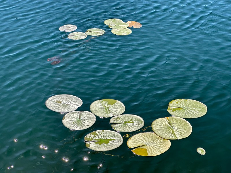 Nymphaea odorata subsp. odorata photo 5