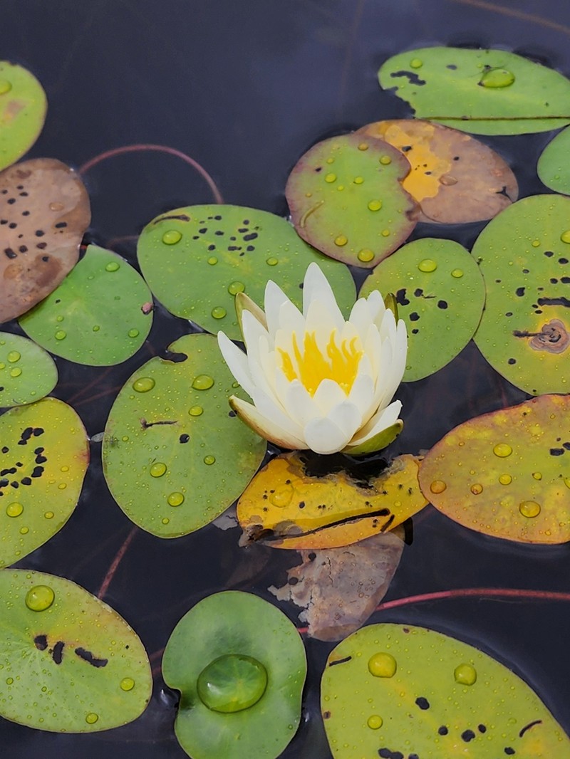 Nymphaea odorata subsp. odorata photo 6