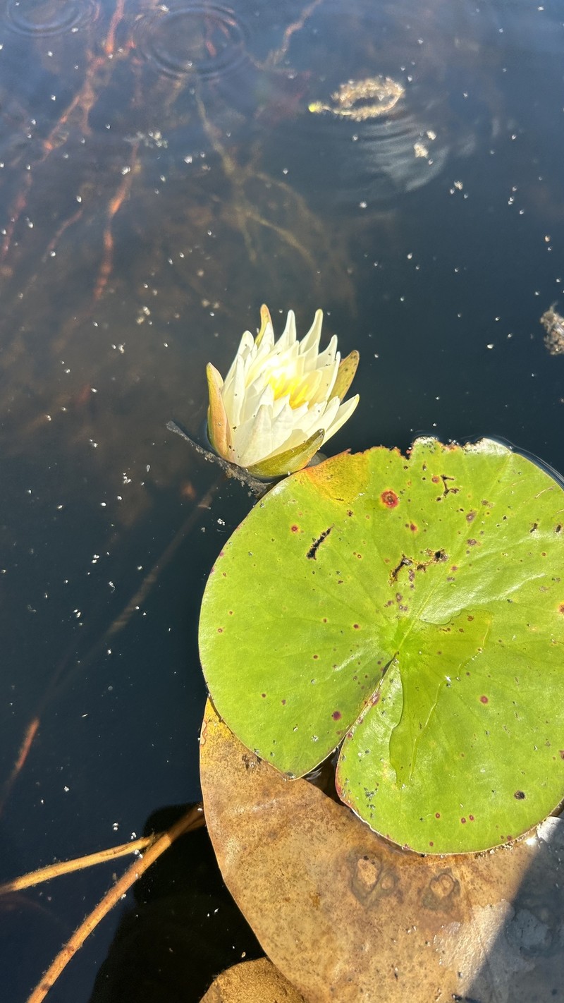 Nymphaea odorata subsp. odorata photo 7