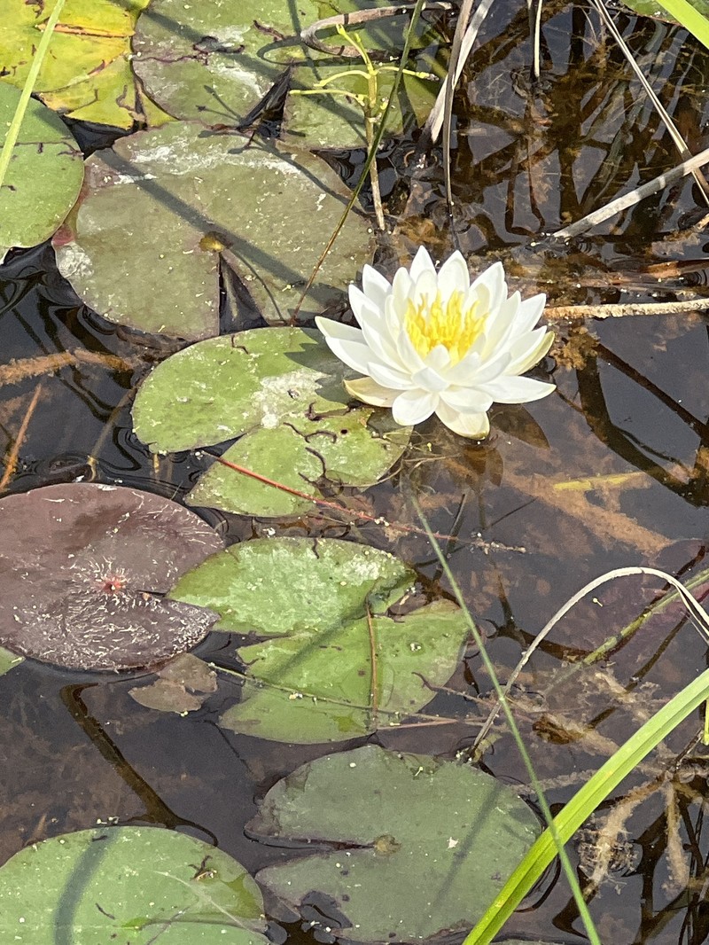 Nymphaea odorata subsp. odorata photo 8