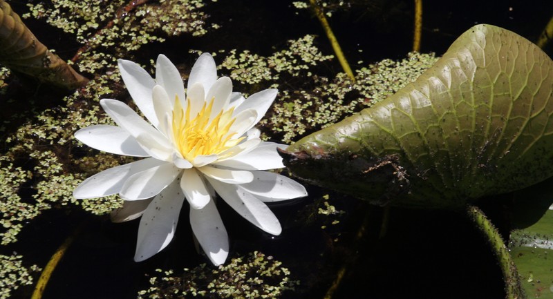 Nymphaea odorata subsp. tuberosa
