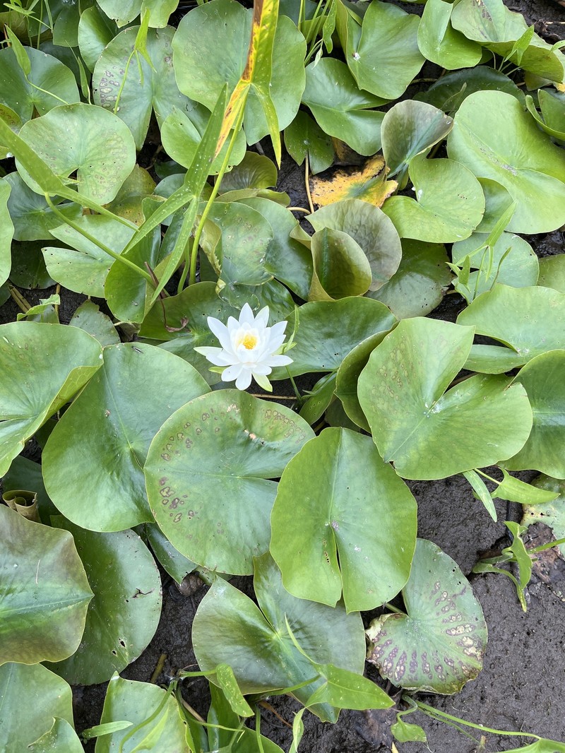 Nymphaea odorata subsp. tuberosa photo 2