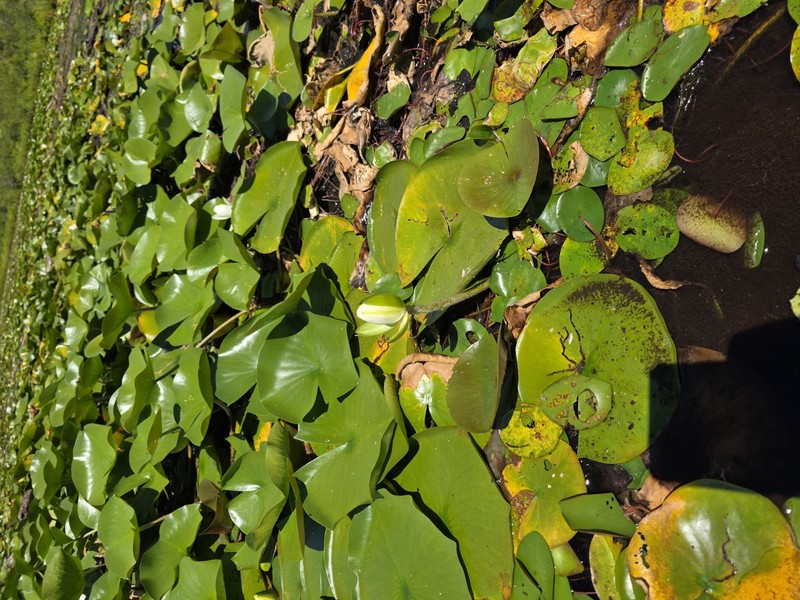 Nymphaea odorata subsp. tuberosa photo 3