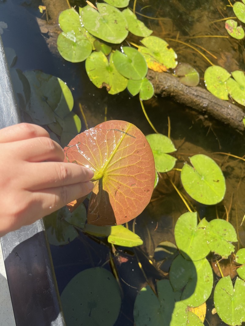 Nymphaea odorata subsp. tuberosa photo 4