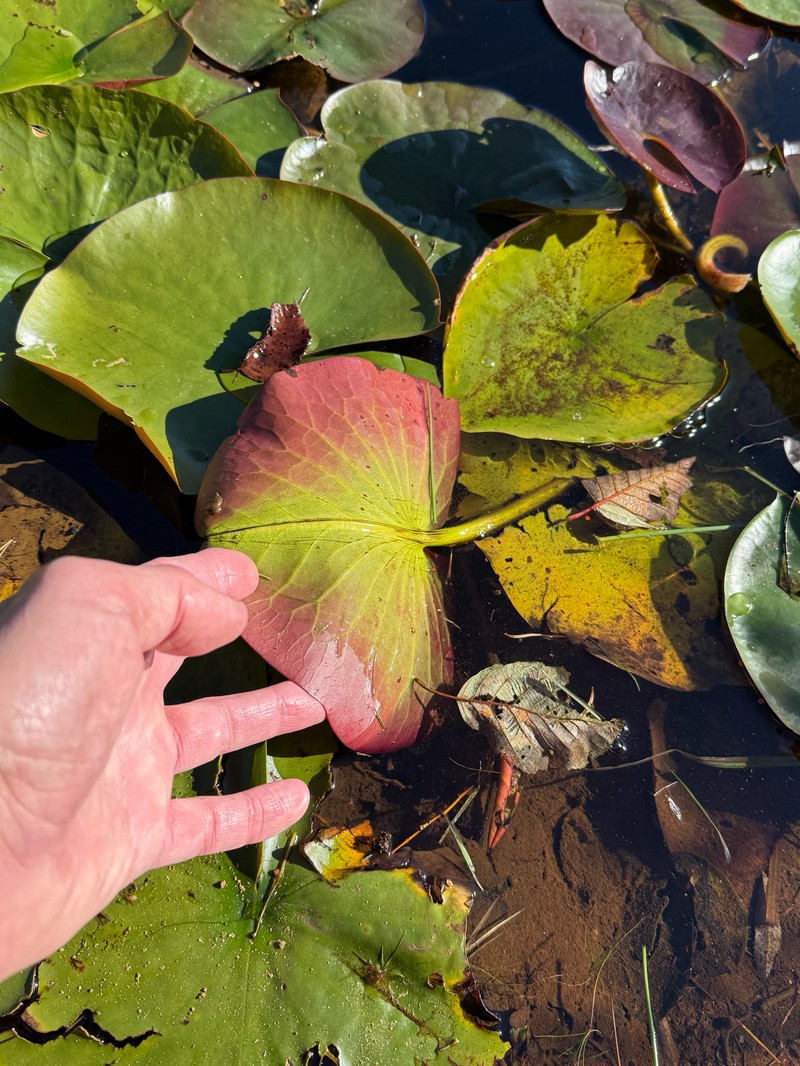 Nymphaea odorata subsp. tuberosa photo 5