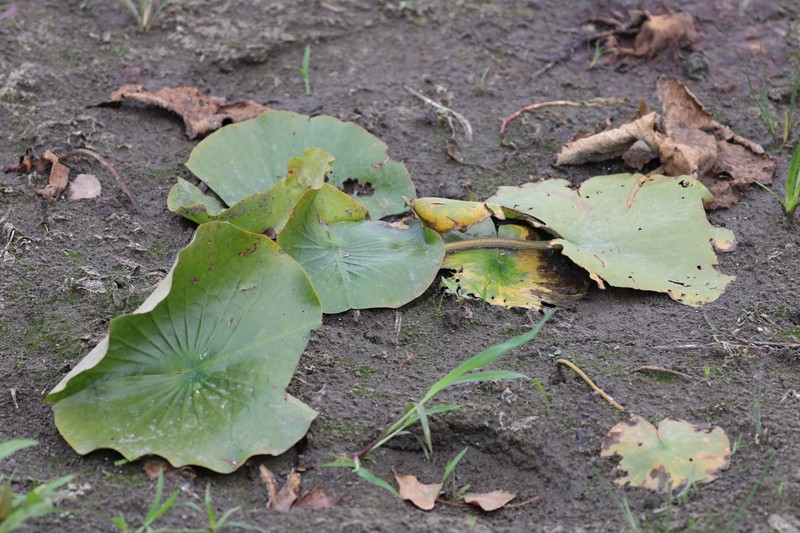 Nymphaea odorata subsp. tuberosa photo 6