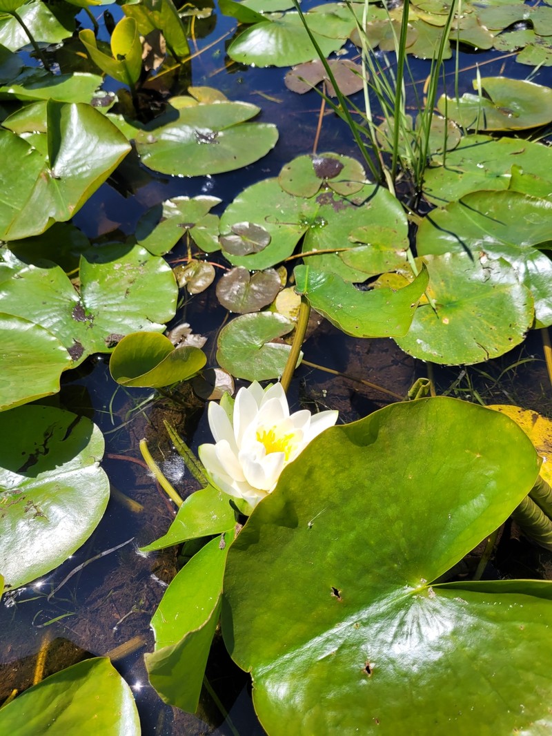 Nymphaea odorata subsp. tuberosa photo 7