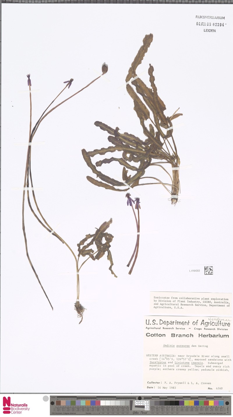 Nymphaea ondinea subsp. ondinea