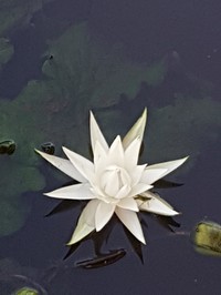 Nymphaea oxypetala