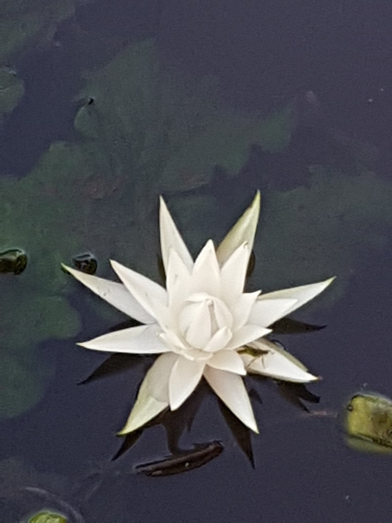 Nymphaea oxypetala