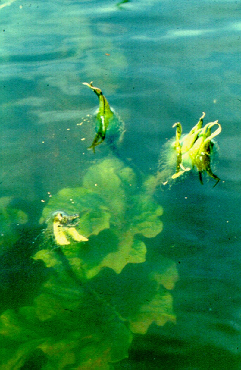 Nymphaea oxypetala photo 6