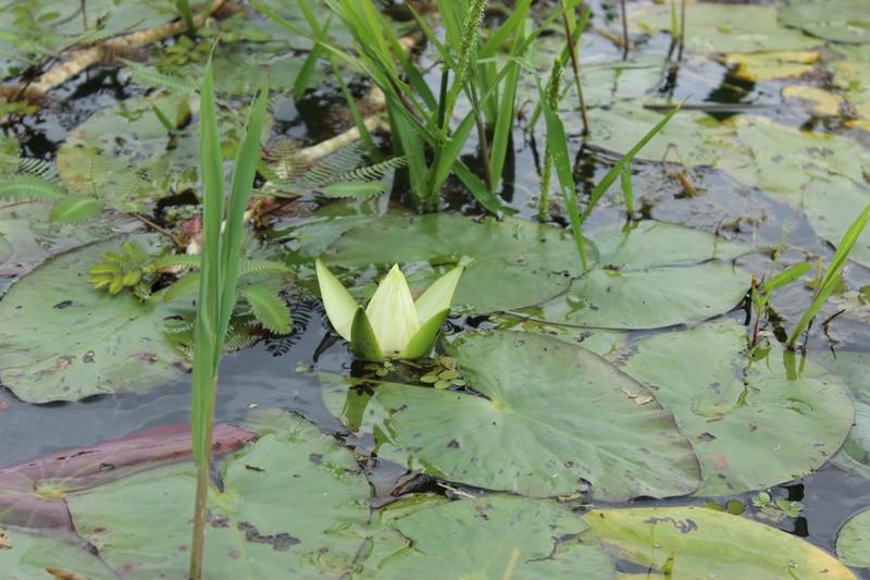 Nymphaea pedersenii