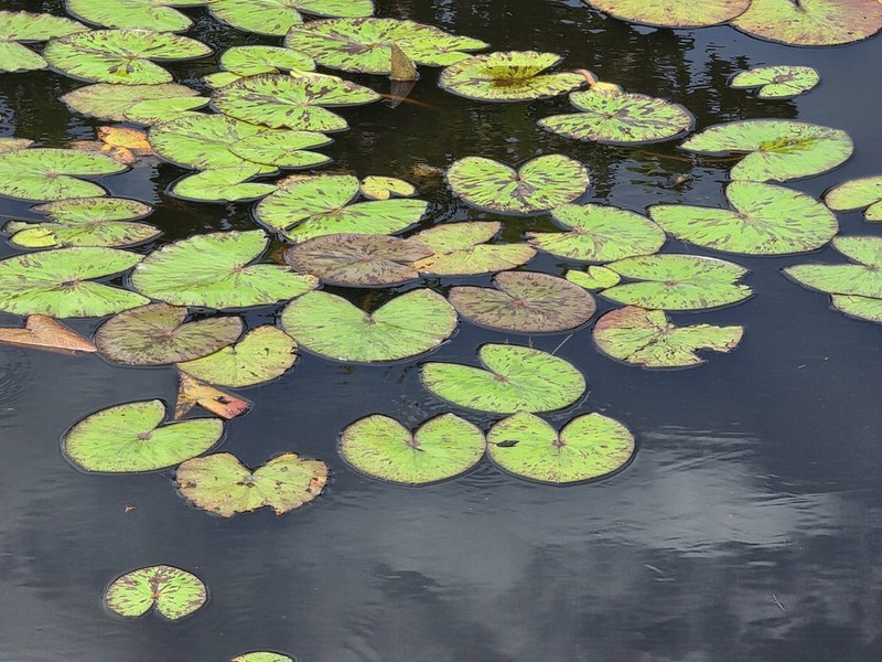 Nymphaea pedersenii photo 2